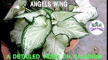 Make your summer colorful with CALADIUM/ ANGEL