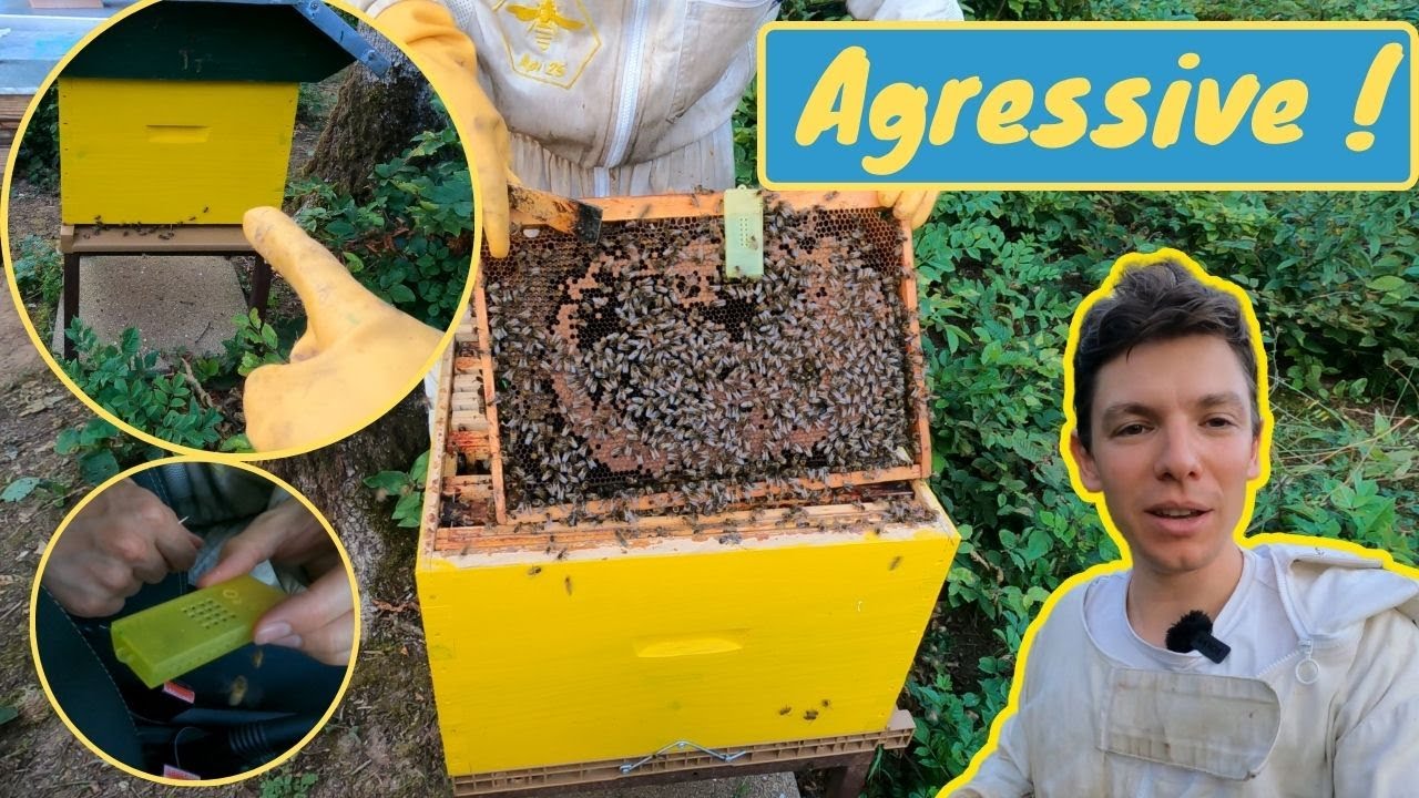 Ma MEILLEURE MÉTHODE pour agir efficacement avec ma colonie la plus AGRESSIVE !! Intro RF à J+7 mini