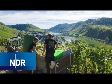 Video: Weinanbau in der Mittelspur: Feinheiten. Pflege der Trauben in der Mittelspur