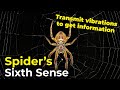 Spider's Sixth Sense! | Spiders transmit vibrations to get information!