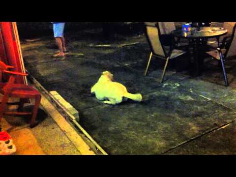 Labrador Retriever Samsooni