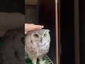フクロウにたくさんタップしたら怒られた フクロウ ペット アメリカワシミミズク フクロウにたくさんタップしたら怒られた フクロウ ペット アメリカワシミミズク