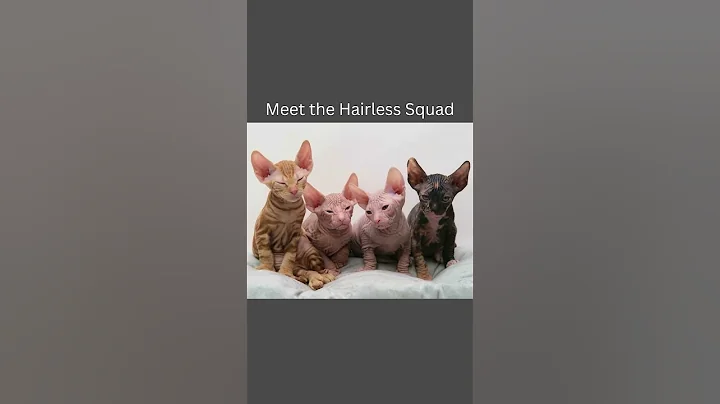 Watch the video about Meet the Hairless Squad, Try not to Laugh