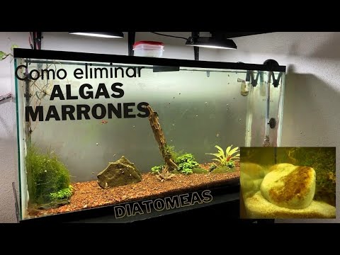 Como eliminar el alga marrón/diatomea - (Por que aparece/ Eliminación + Consejos)-Acuario algas