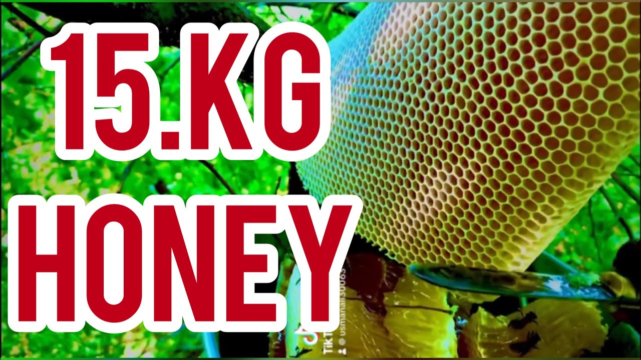 Honey hunting 🐝🇵🇰🐝 information bees hunting - YouTube