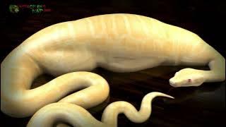 Snake Vore I Albino 8 - The Most Dangerous Billiard Nibble In The World!