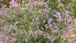 Borage Flowers are blue!