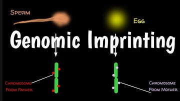 Genomic Imprinting | How Genomic Imprinting Works |