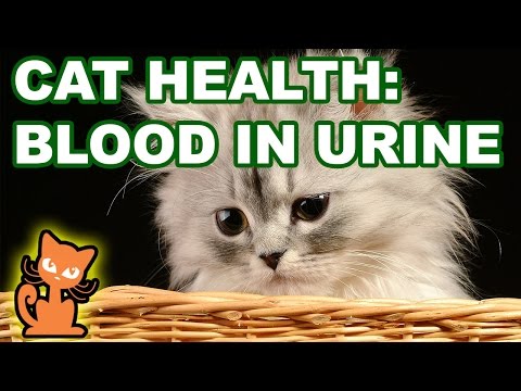 39 Top Images Cat Blood Pressure At Home : How to Check a Cat's Blood Pressure | Cuteness