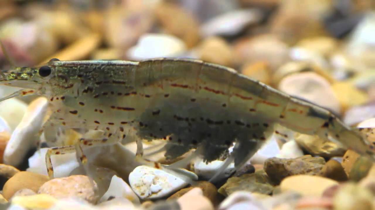 Pregnant Japonica Amano Shrimp Fanning Her Eggs - YouTube.