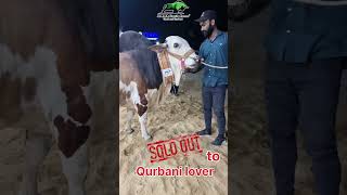 Soldout to Qurbani Lover ❤️| #cowmandi #cattlefarm #ammacattlefarm #armaani #cattlemarketkarachi