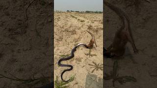 nevla mongoose vs cobra nag