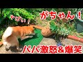 一生懸命すぎてやらかしてしまった柴犬ハナ shiba inu