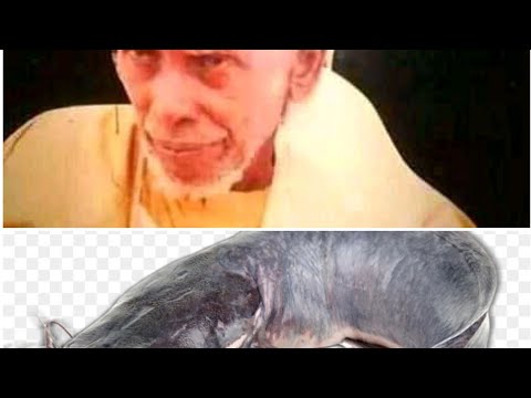 Fassarar Mafarkin Kifi 