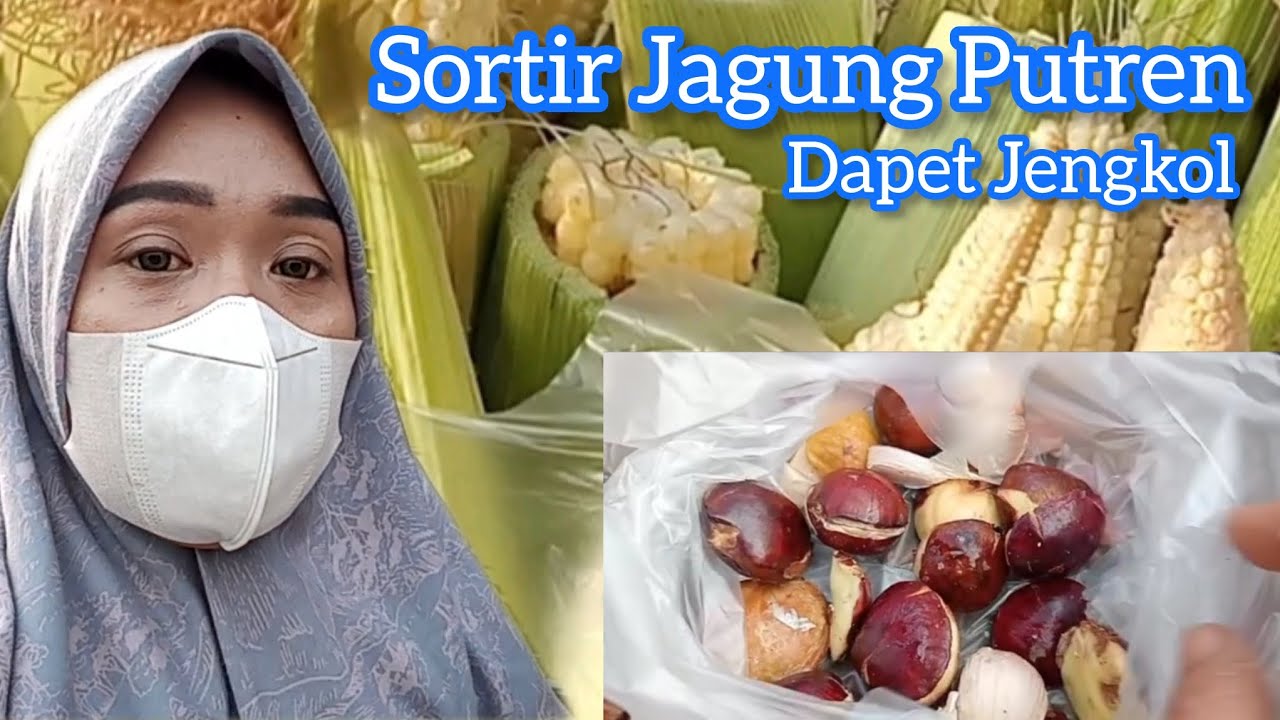 Sortir Jagung Putren dapet jengkol 😮😇🤠