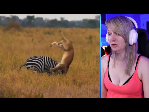 15 Angry Animals That Attacked Lions And Other Predators Part 1 | Luong Vlog