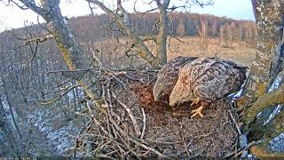 White-Tailed Eagles_Intruder's back, pokes the nest; female anxiously calls, later joins him 25/03