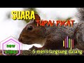 new!Suara pikat tupai ampuh/short#