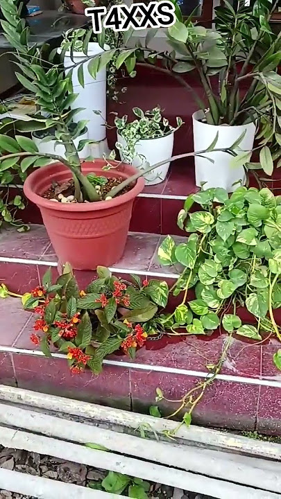 videometitleanddescriptionkaisa belikhe ETA ki phool Ko ankojana