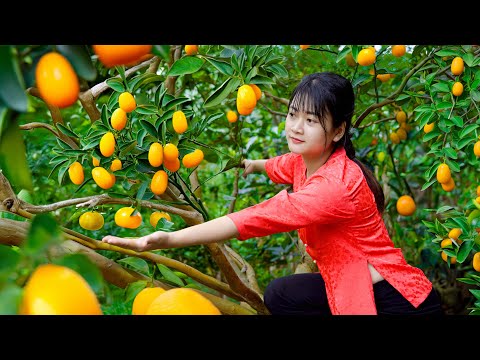 Harvest Kumquats, Chili Peppers.. Figs - Cooking in the countryside kitchen | The Amazing Harvesting