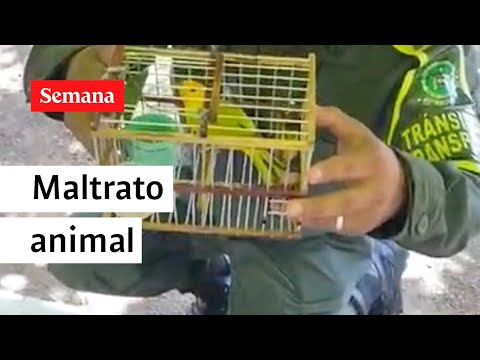 Maltrato animal: encuentran 20 aves siendo transportadas dentro de una maleta | Semana Noticias