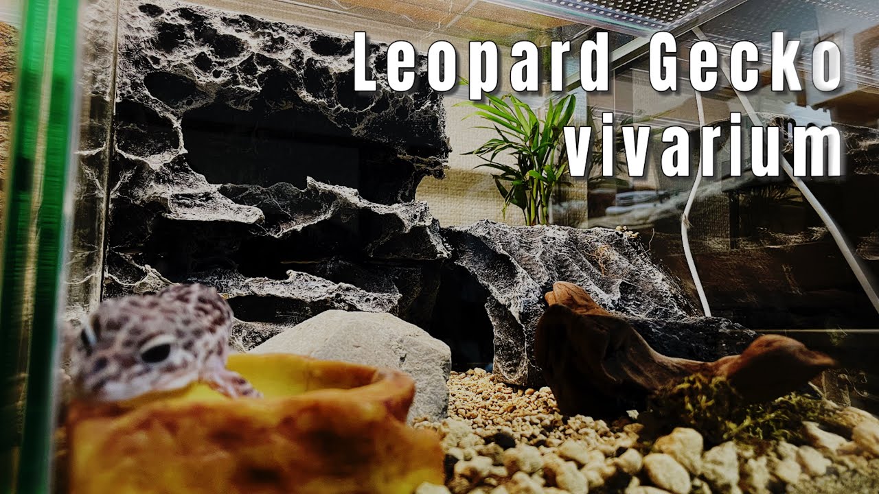 LEOPARD GECKO VIVARIUM on FAKE ROCK BACKGRAUND!!! - YouTube