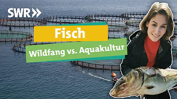 Welche Fische werden im Nordatlantik gefangen?