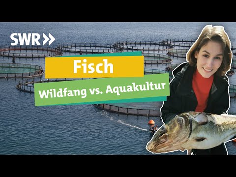 Video: Soll man wild gefangenen Lachs essen?