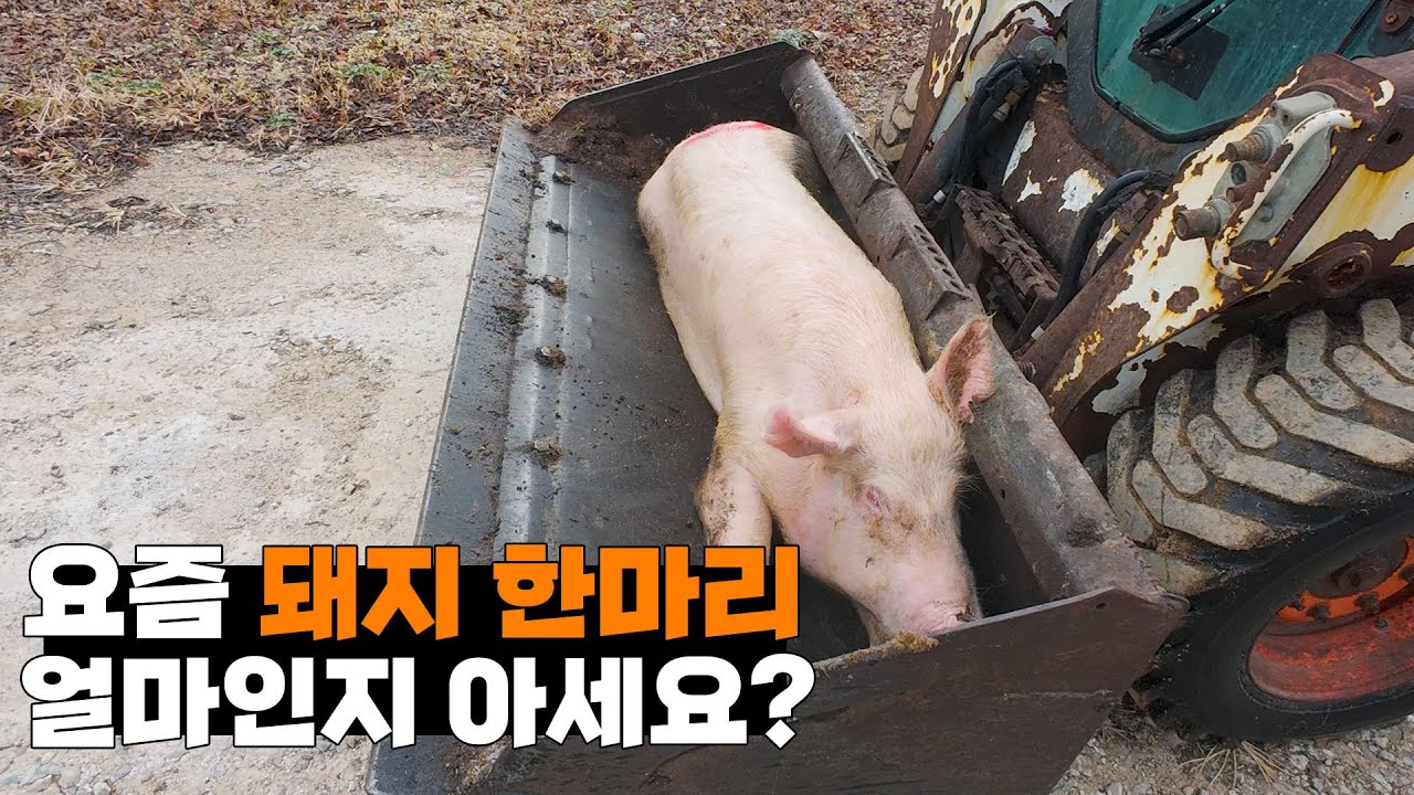 농업 수익 1위? 돼지농장 실체 공개