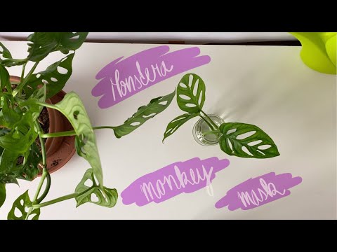 Video: Monstera, Tajemství Pěstování