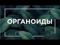 Что такое органоиды |  ЕГЭ Биология | Даниил Дарвин