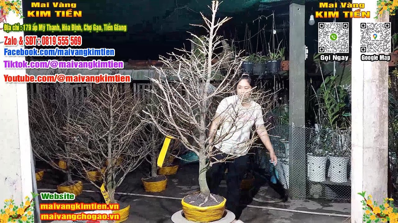 MS #569 - Mai Vàng Giảo Hạt Thủ Đức Tàng Đẹp Nhiều Nhánh Giá 1000k - Mai Vàng Kim Tiền Chợ Gạo