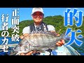 楽しいちぬ釣り 开心钓黑鲷 #34 送火の黒鯛かかり釣り 三重 的矢 Extreme Bream Fishing