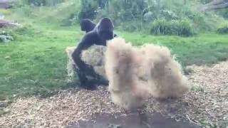 New baby gorilla at Dublin Zoo