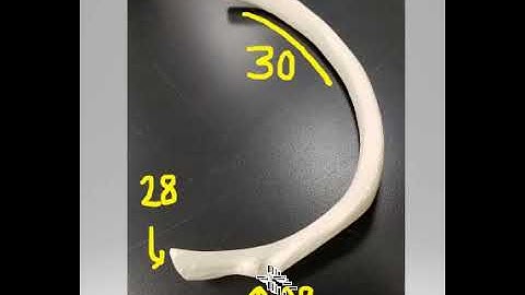 Bones mock practical A 28-30