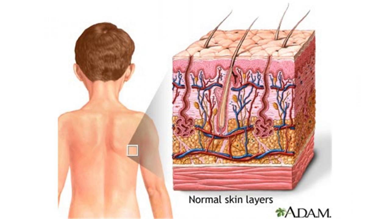 Кожа человека для детей. Кожа человека. Кожа человека биология. Кожа человека мультяшная.