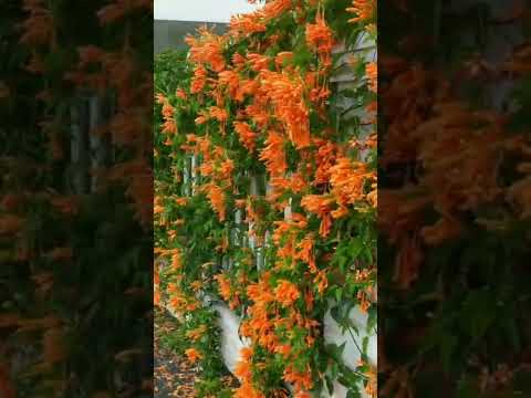 Hoa Leo Chùm Ớt - Cây Rạng Đông ( Cây hoa chùm ớt)