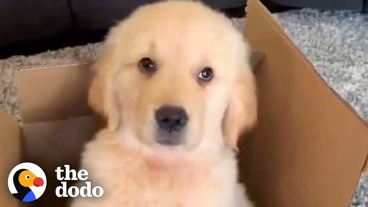 A Dog Who Was An Only Child Gets A New Baby Brother | The Dodo - YouTube