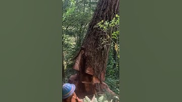 Climate Protestors Forgot To Protect This One 😢