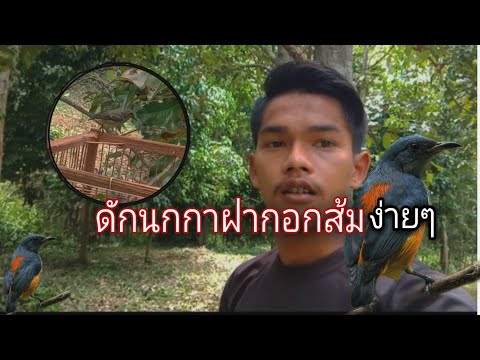 #ดักนกกาฝากอกส้มง่ายๆ ดักในสวนหลังบ้านได้ผลจริง
