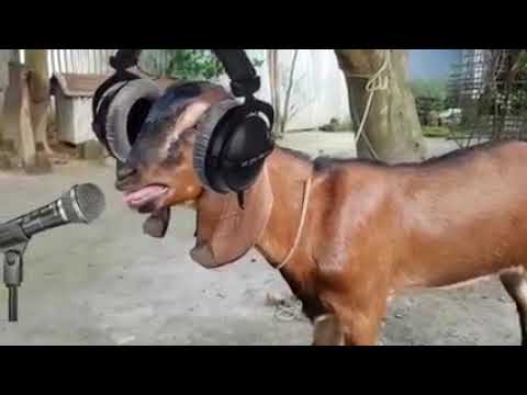 Bakri remix song 