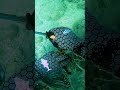 Helping A Sea Turtle Tangled In Fishing Line