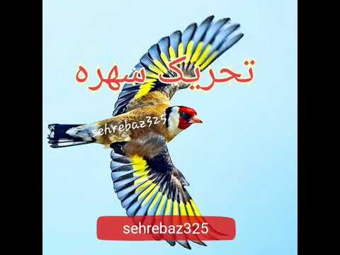 تحریک سهره برای اواز خواندن