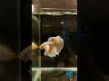 Dumbo ear betta.