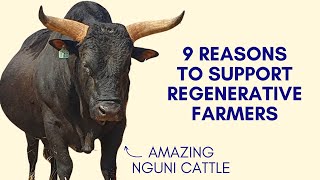 Why Regenerative Farming & Nguni Cattle