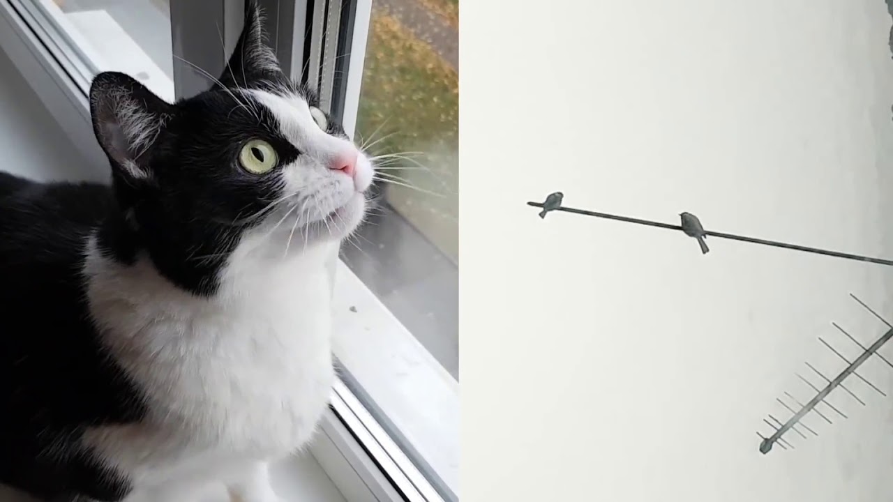 When Cat Saw a Bird Outside