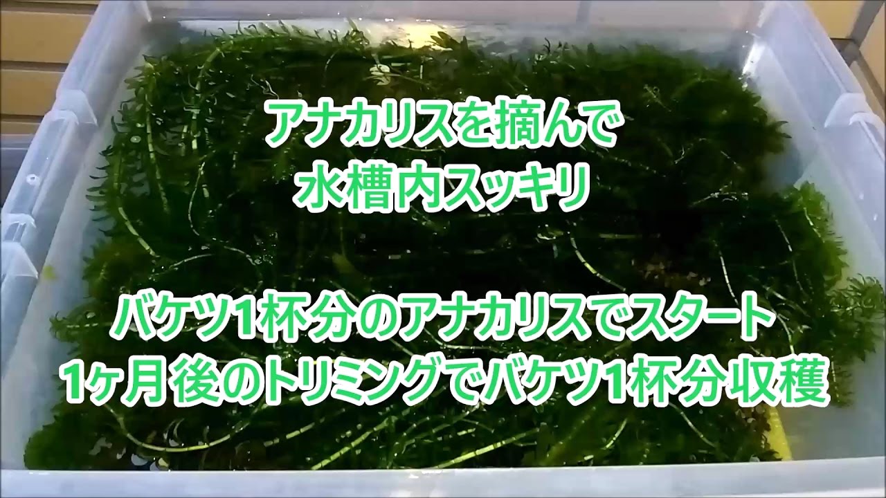 9号室 ミナミヌマエビ アナカリス栽培水槽 アナカリスのトリミング Youtube