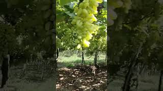 Details %E0%A4%A6%E0%A5%8D%E0%A4%B0%E0%A4%#shorts#video_#viral #shorts News