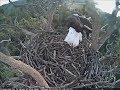 Big Bear Bald Eagle Cam Location