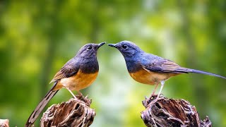 Birds Singing  Soothing Nature Sounds, Reminiscent and Relaxing Sounds